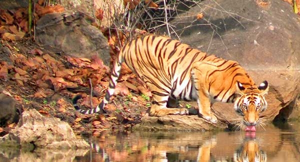 Tiger Safari Tour Package