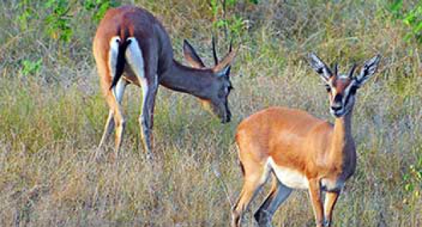 Golden Triangle Tour with Ranthambore